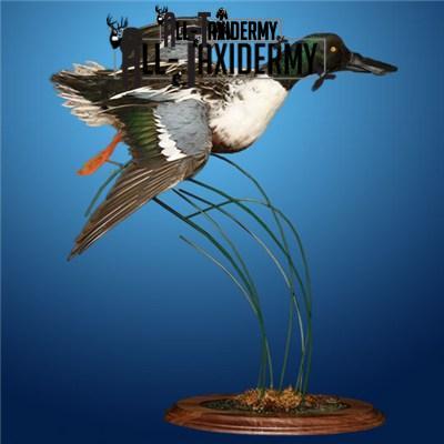 SKU 0141 Walnut Round Base - 12" - Image 18