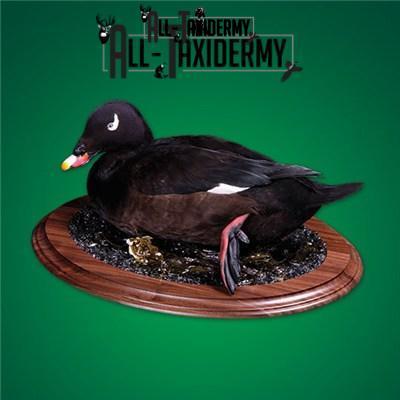 SKU 0141 Walnut Round Base - 12" - Image 17