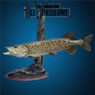 SKU 0141 Walnut Round Base - 12" - Image 14