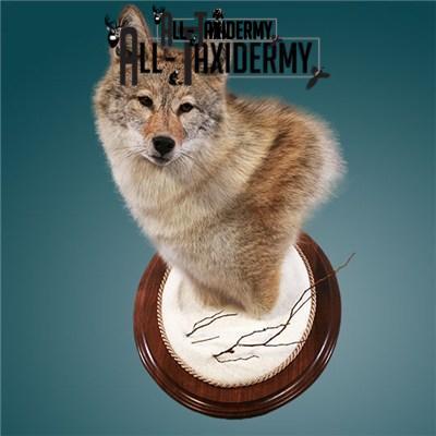 SKU 0141 Walnut Round Base - 12" - Image 13