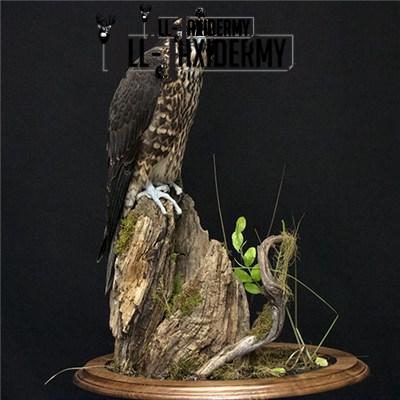 SKU 0141 Walnut Round Base - 12" - Image 11