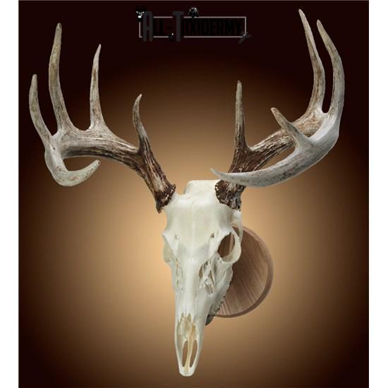 SKU 0115 Solid Oak Skull Mount Plaque Kit - Image 3