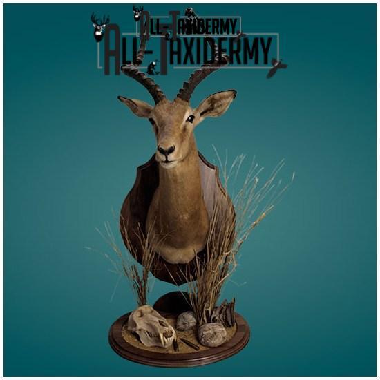 SKU 0130 Walnut Classic Plaque - 9" x 12" - Image 3