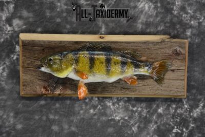 Perch Taxidermy fish mount for sale SKU 1852.2