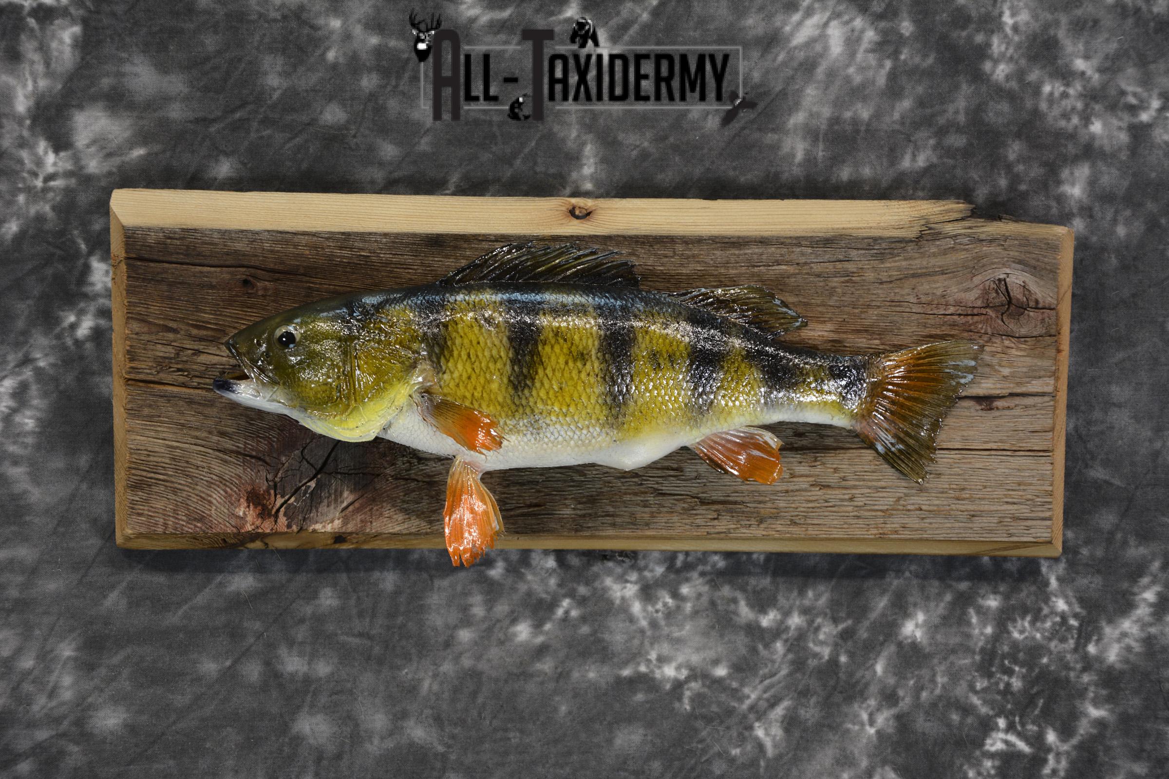 Perch Taxidermy fish mount for sale SKU 1852.2