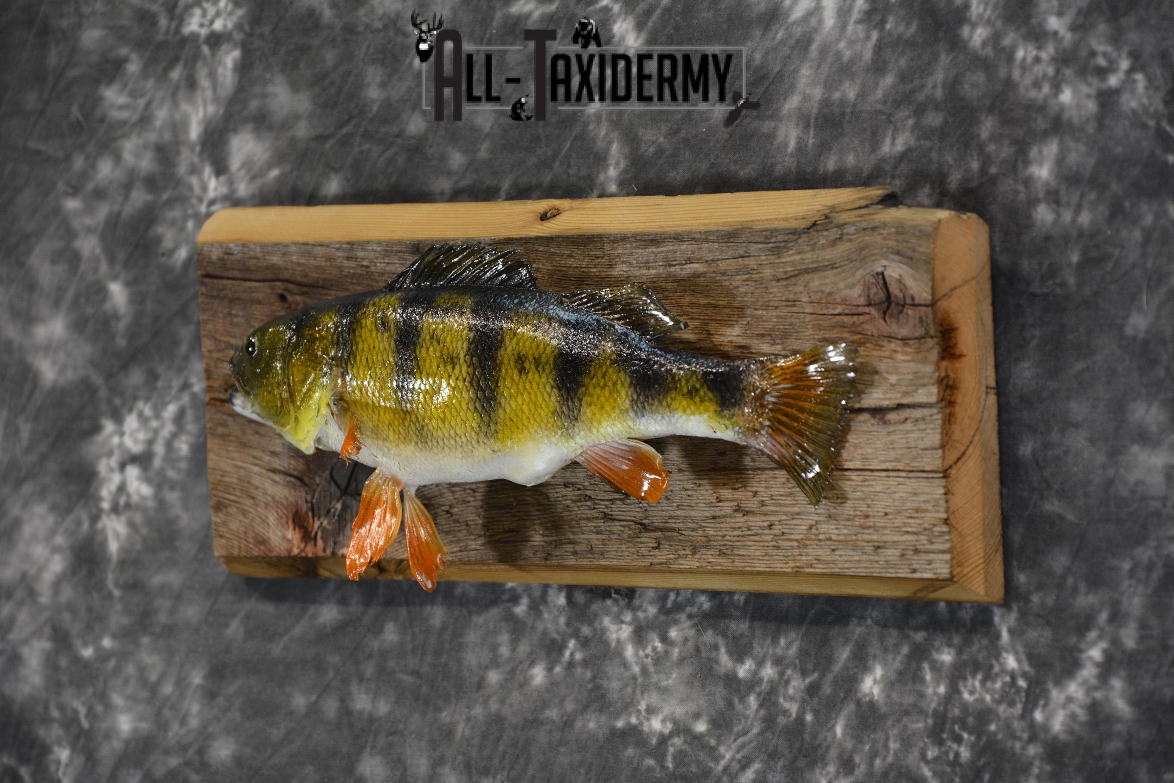 Perch Taxidermy fish mount for sale SKU 1852.2 - Image 3