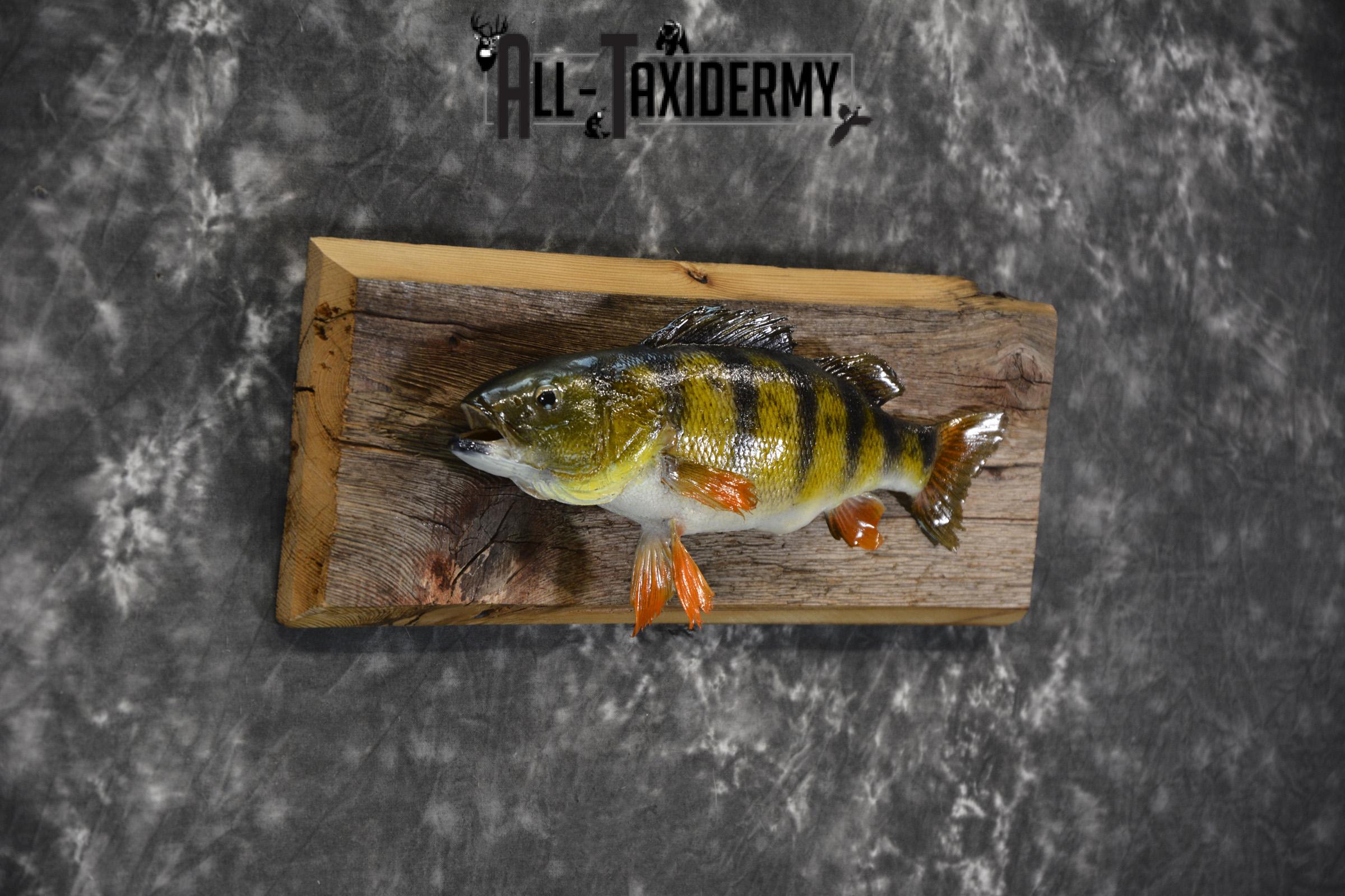 Perch Taxidermy fish mount for sale SKU 1852.2 - Image 2