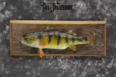 Perch Taxidermy fish mount for sale SKU 1852.1