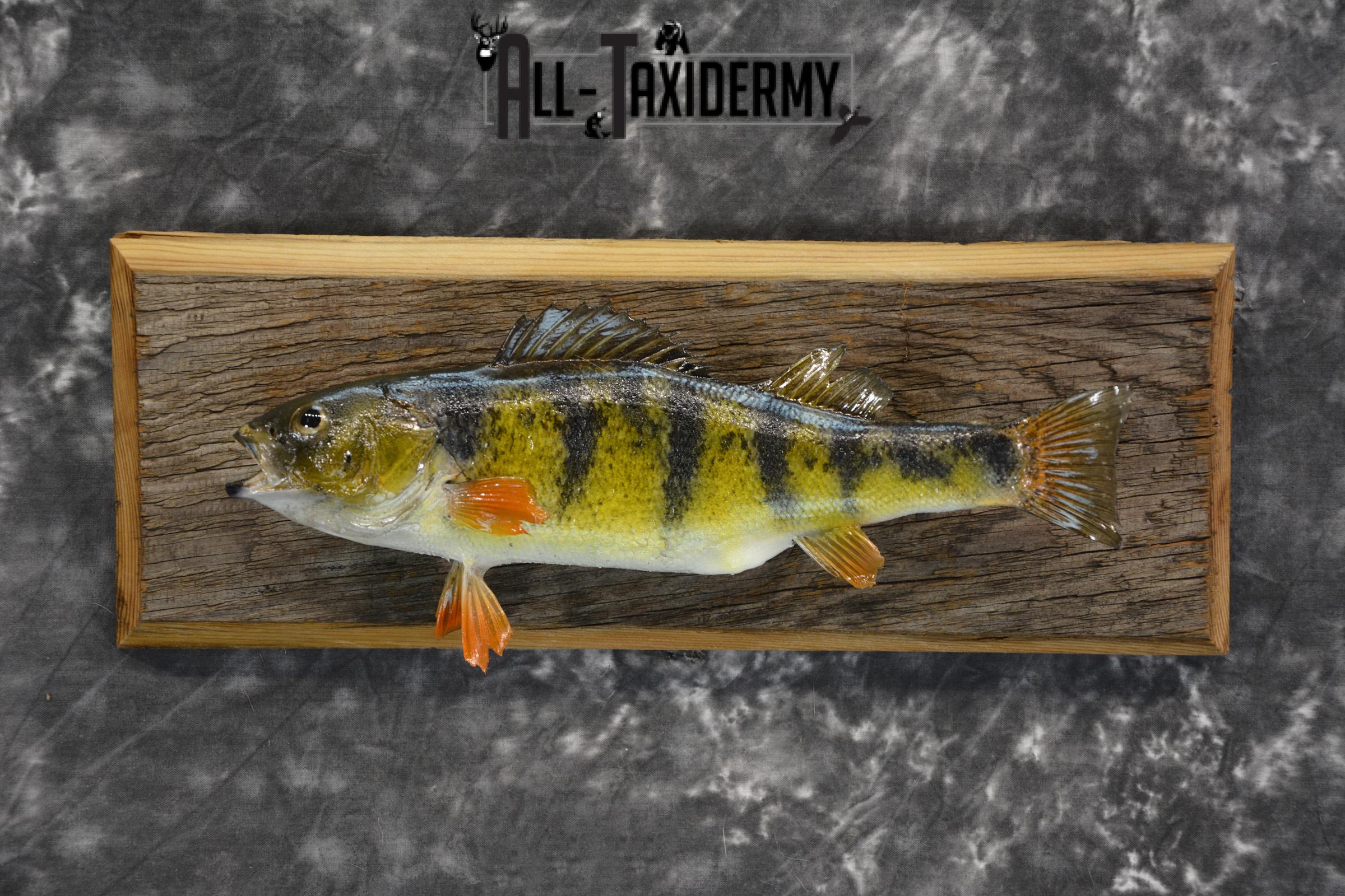 Perch Taxidermy fish mount for sale SKU 1852.1
