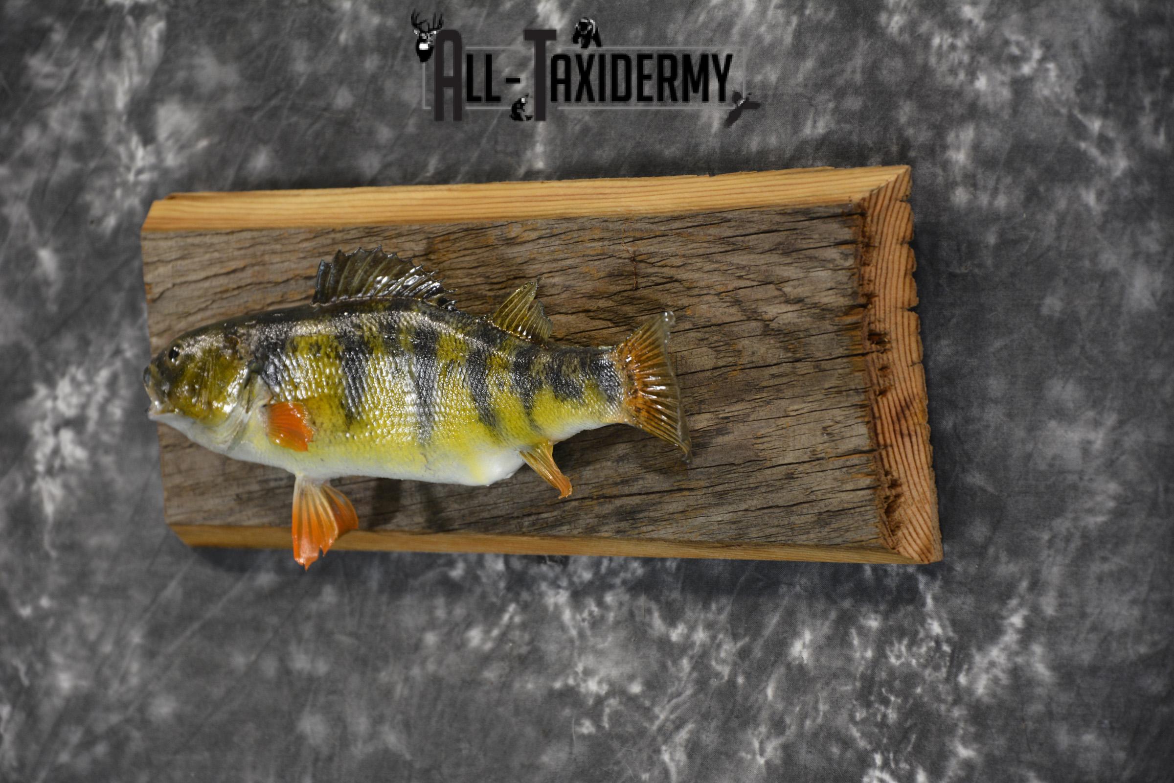 Perch Taxidermy fish mount for sale SKU 1852.1 - Image 3