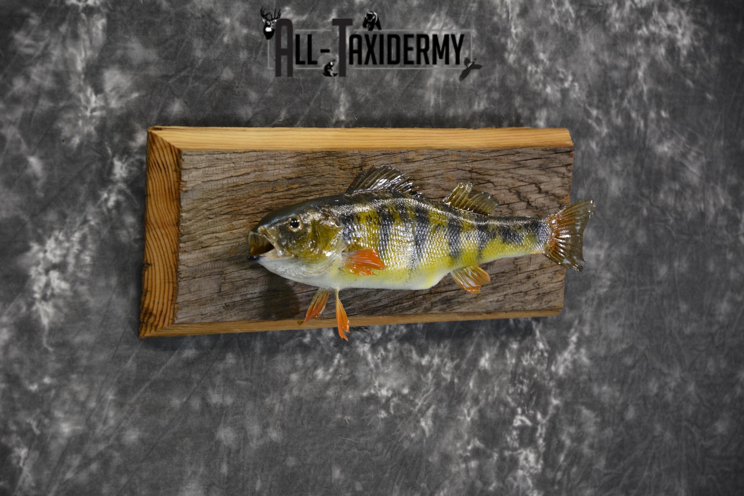 Perch Taxidermy fish mount for sale SKU 1852.1 - Image 2