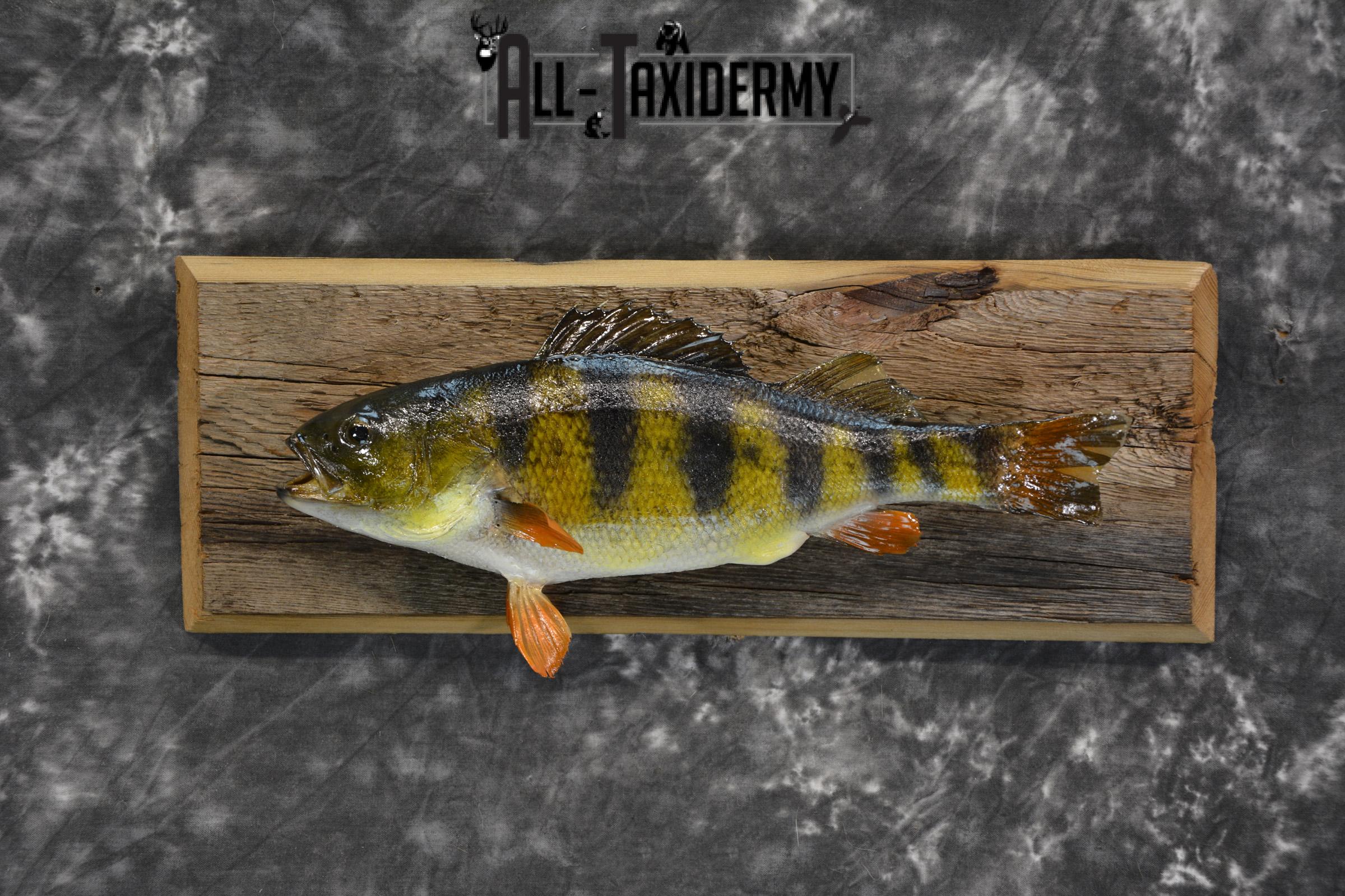 Perch Taxidermy fish mount for sale SKU 1852.3