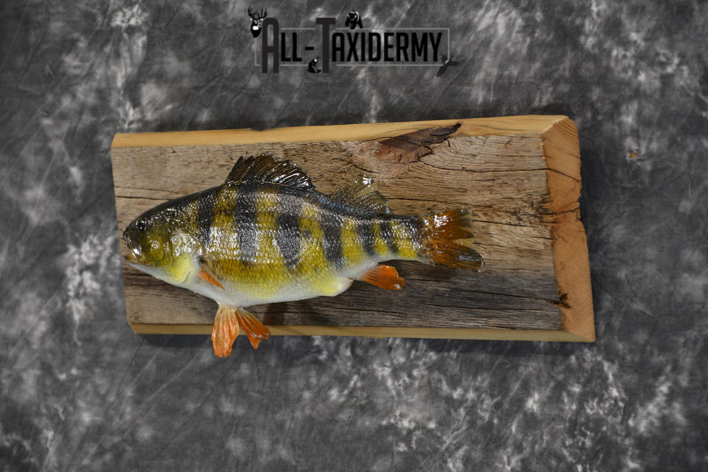 Perch Taxidermy fish mount for sale SKU 1852.3 - Image 3