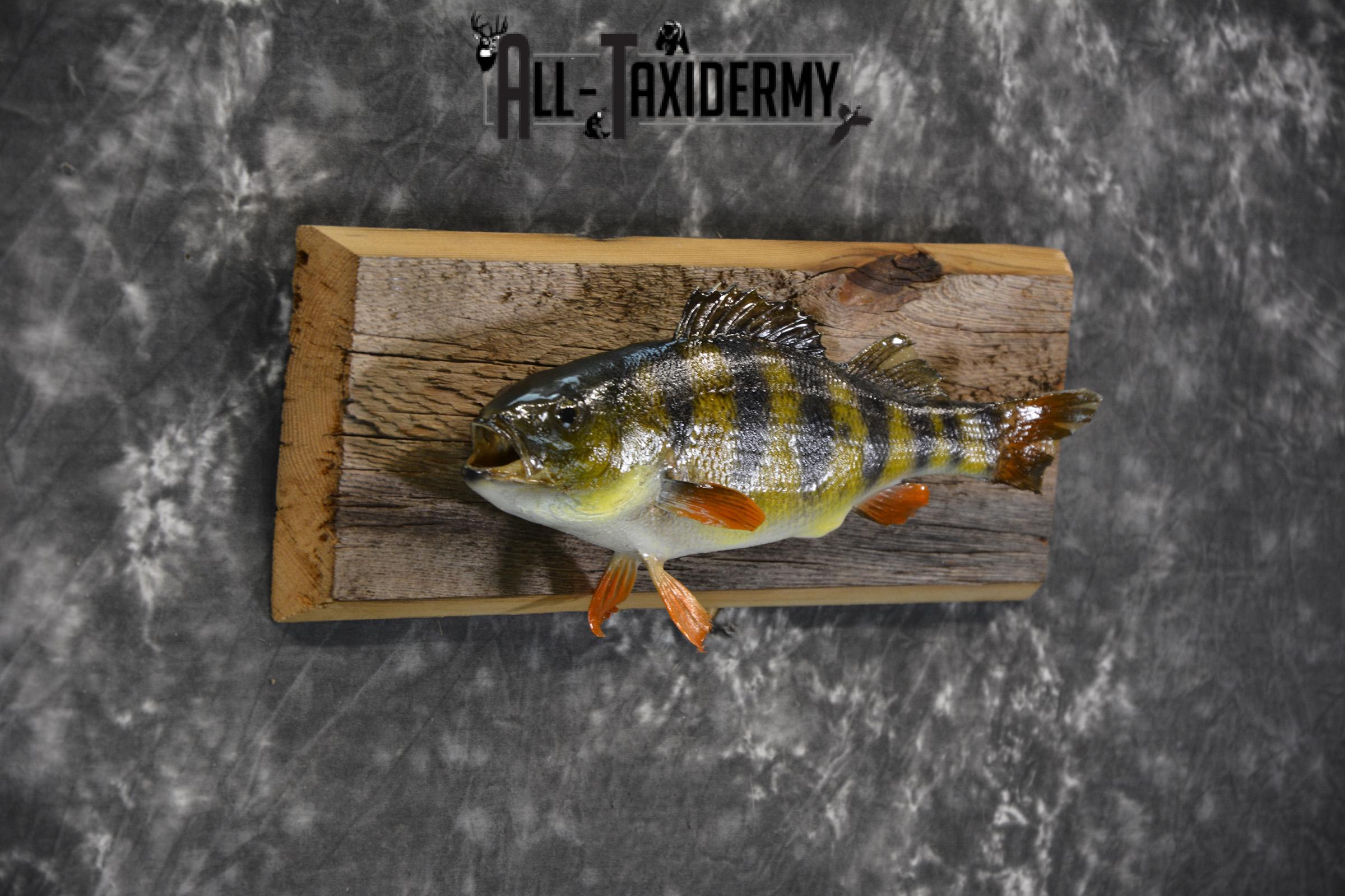 Perch Taxidermy fish mount for sale SKU 1852.3 - Image 2