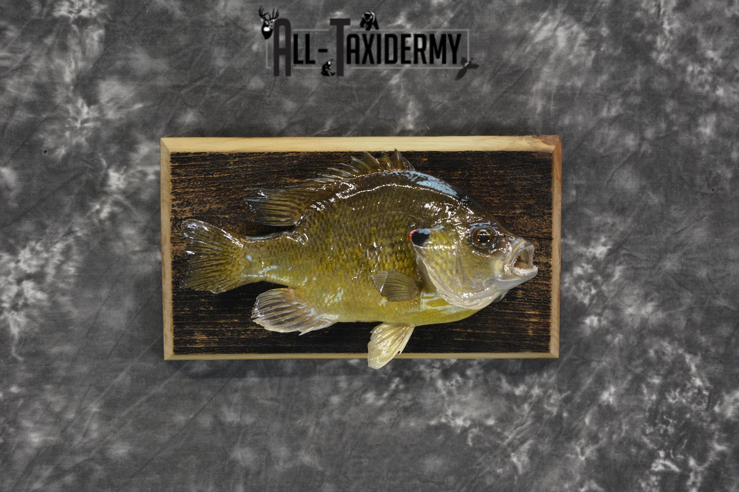 Bluegill taxidermy fish mount for sale SKU 1852