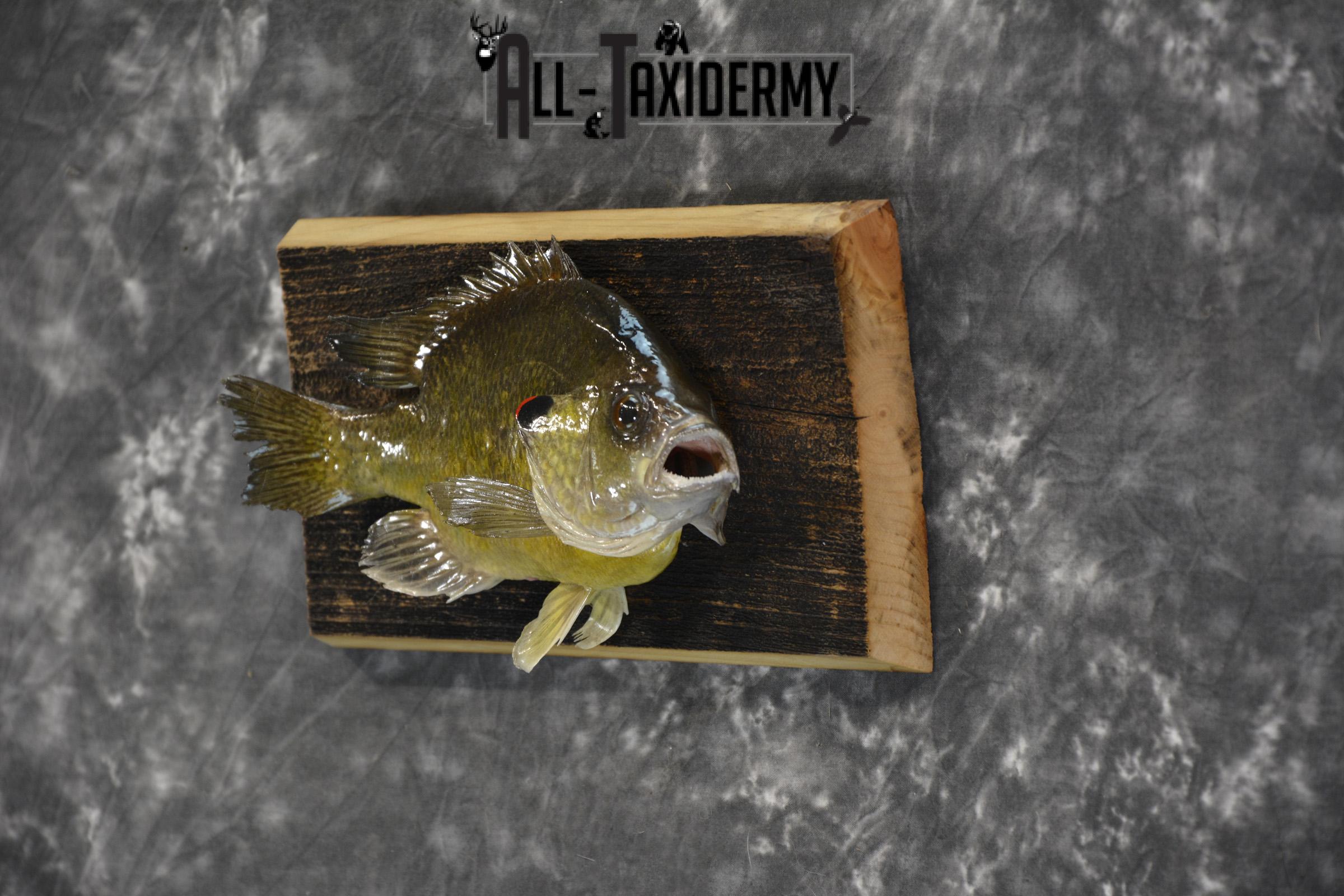 Bluegill taxidermy fish mount for sale SKU 1852 - Image 3