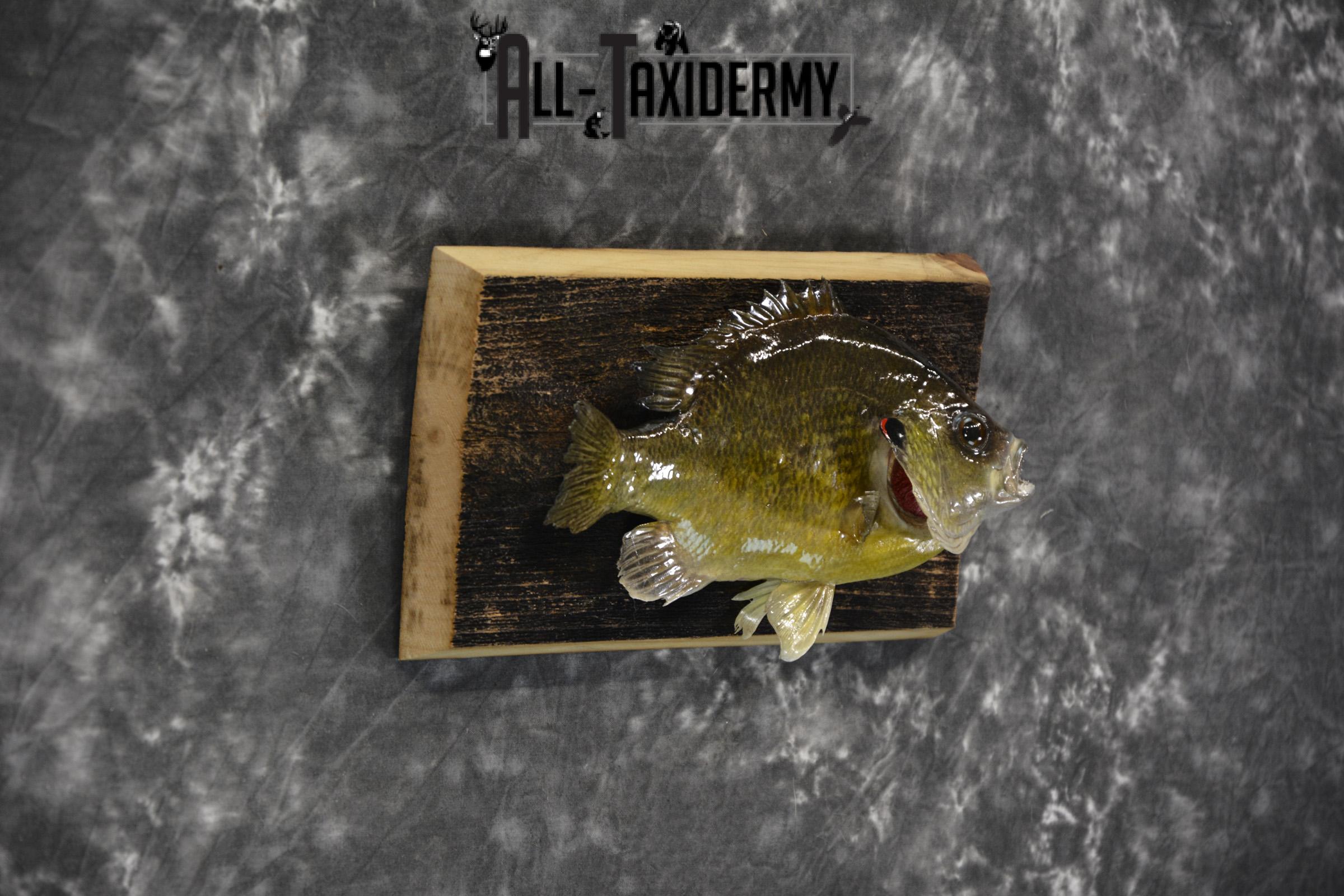 Bluegill taxidermy fish mount for sale SKU 1852 - Image 2