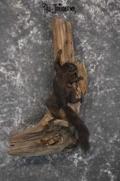 Black Squirrel Taxidermy mount for sale SKU 1831