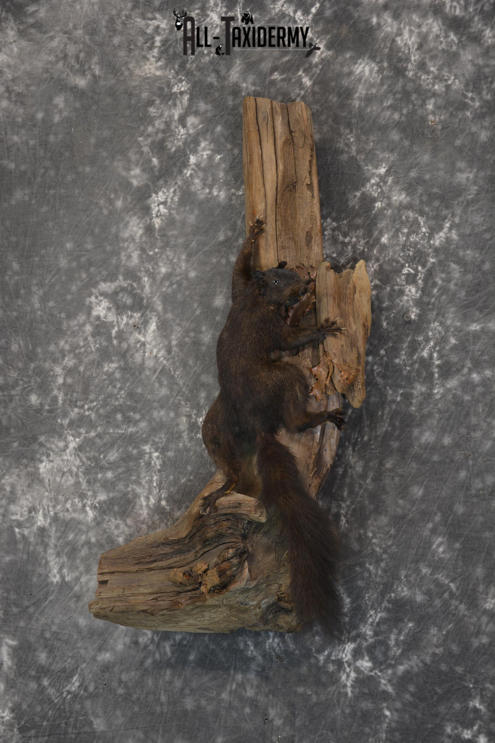 Black Squirrel Taxidermy mount for sale SKU 1831 - Image 6