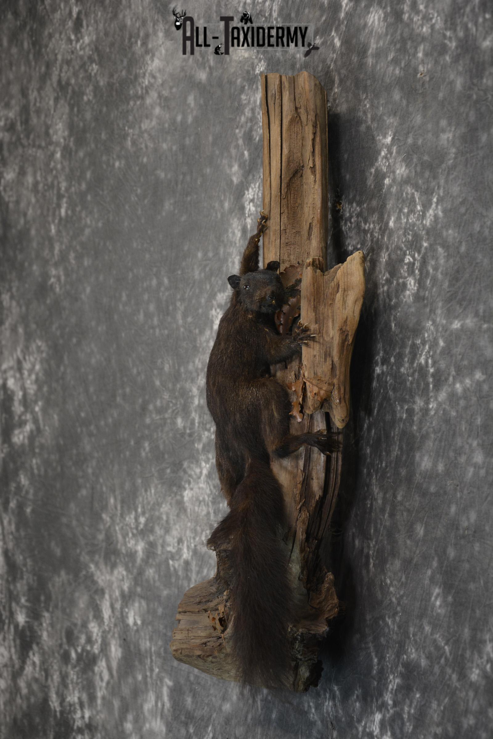 Black Squirrel Taxidermy mount for sale SKU 1831 - Image 5