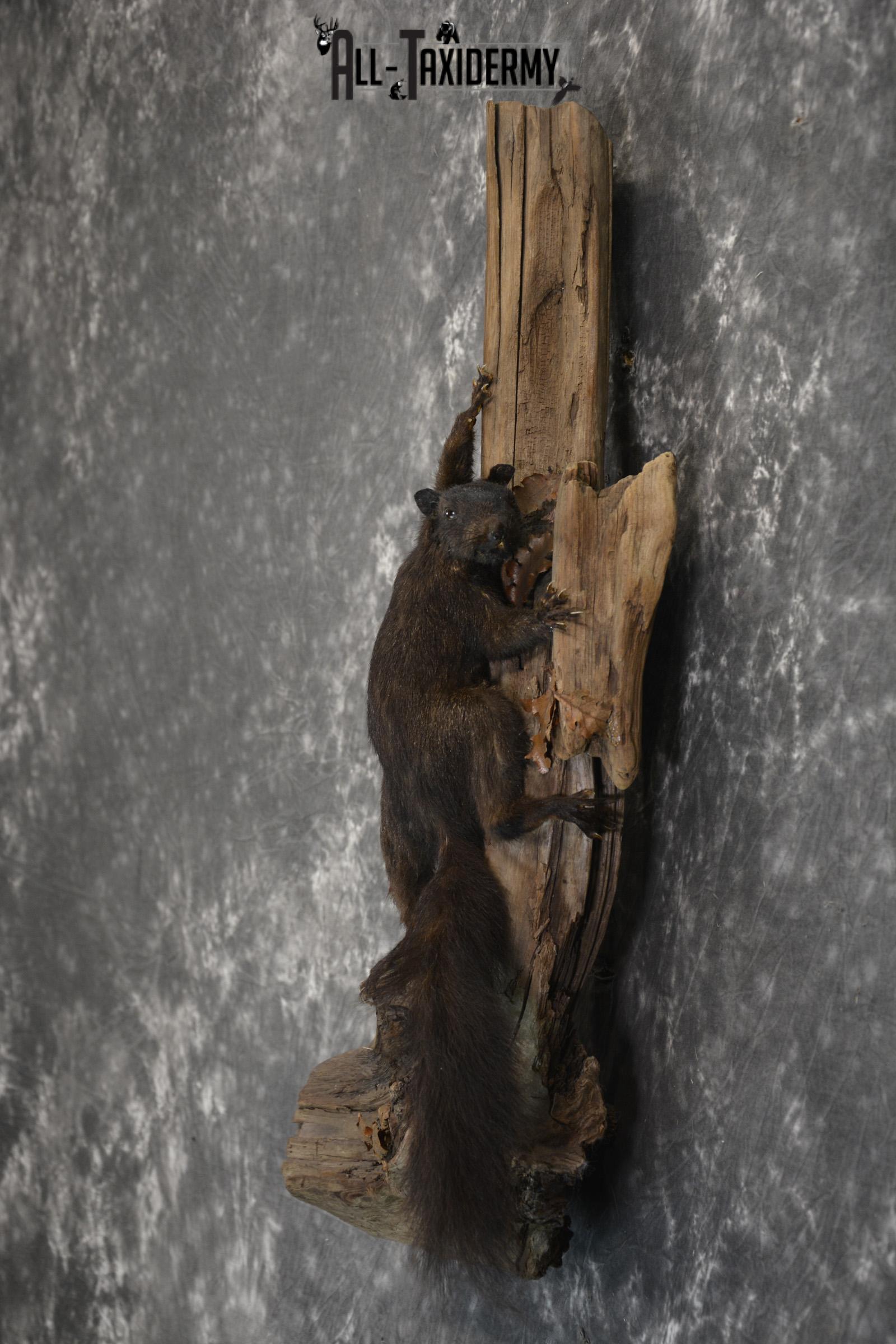 Black Squirrel Taxidermy mount for sale SKU 1831 - Image 4