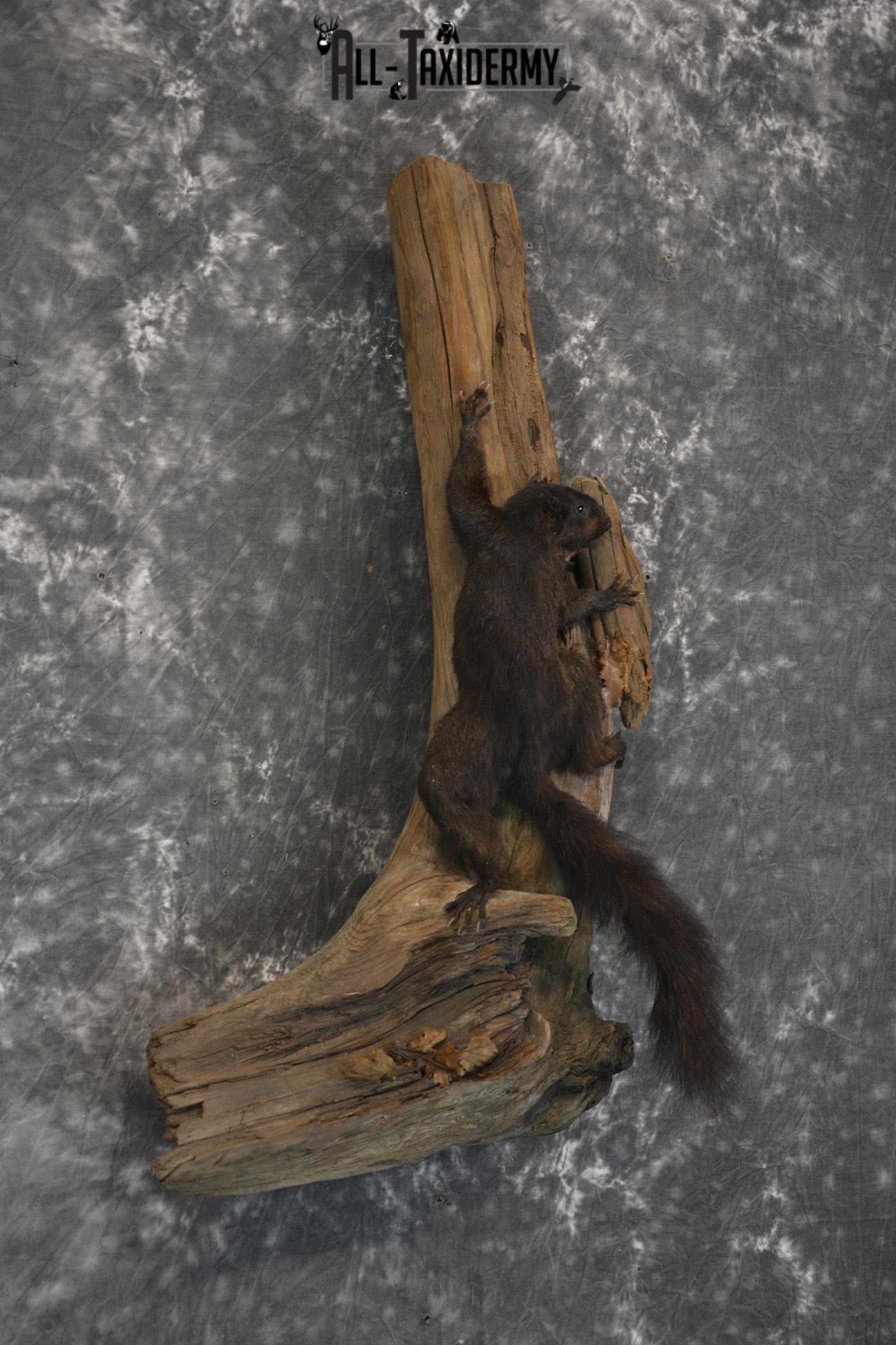 Black Squirrel Taxidermy mount for sale SKU 1831 - Image 3