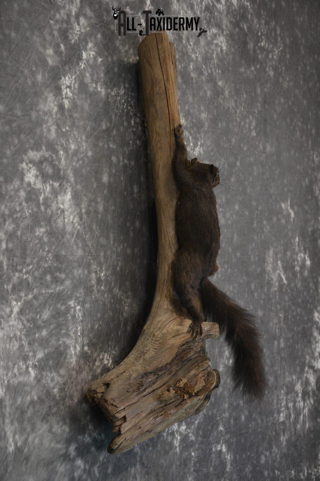 Black Squirrel Taxidermy mount for sale SKU 1831 - All Taxidermy