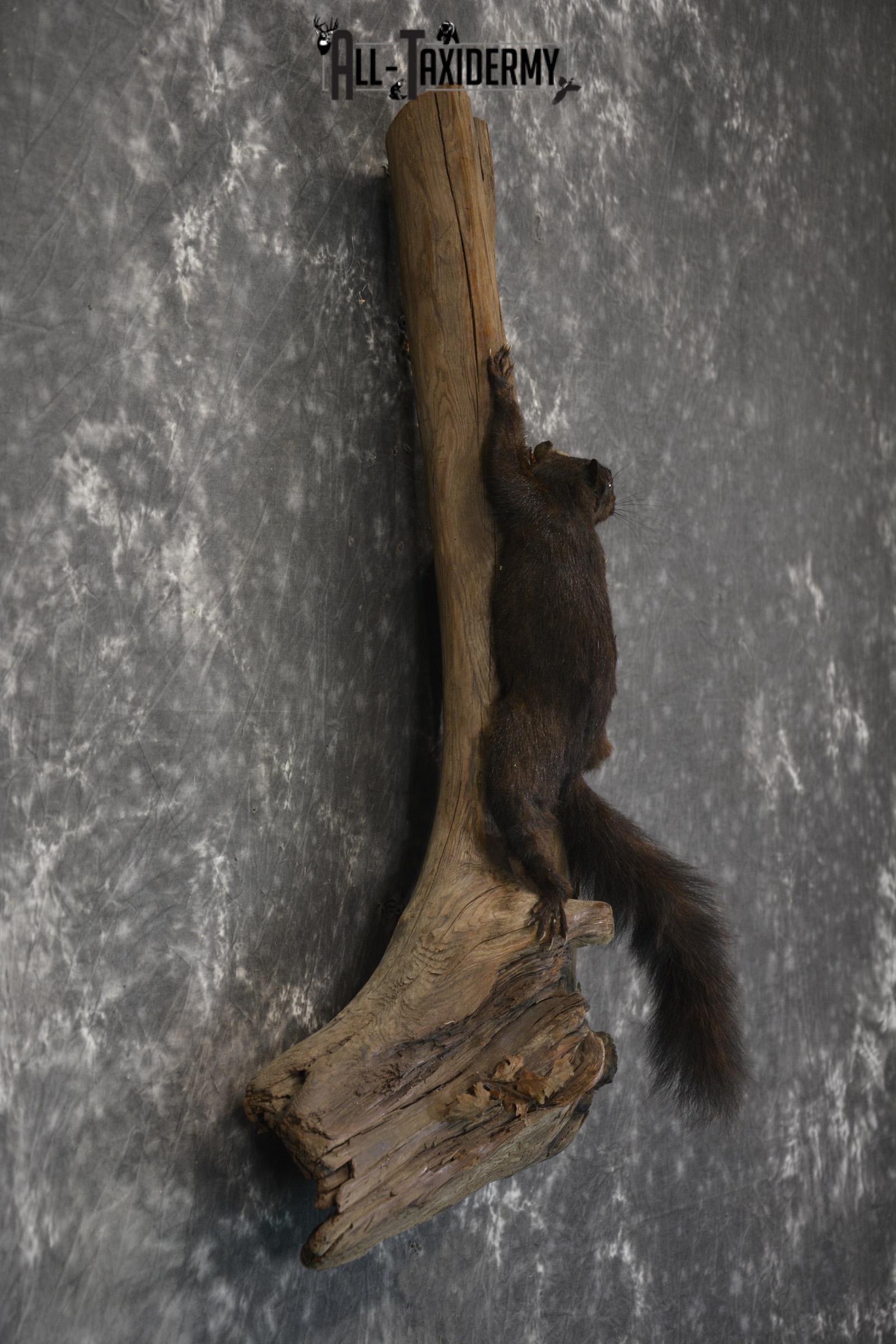 Black Squirrel Taxidermy mount for sale SKU 1831 - Image 2