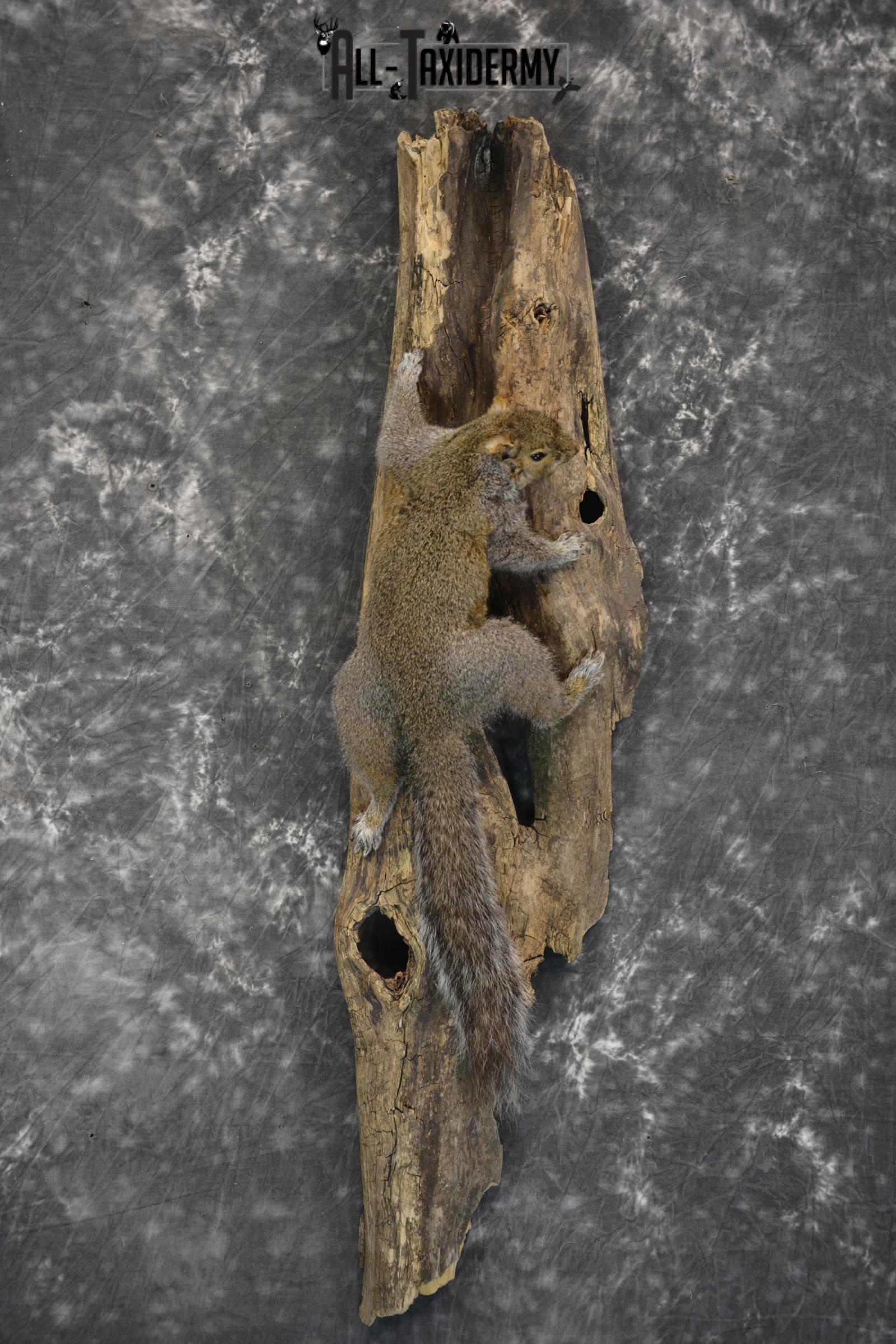 Gray Squirrel Taxidermy Mount for sale SKU 1850