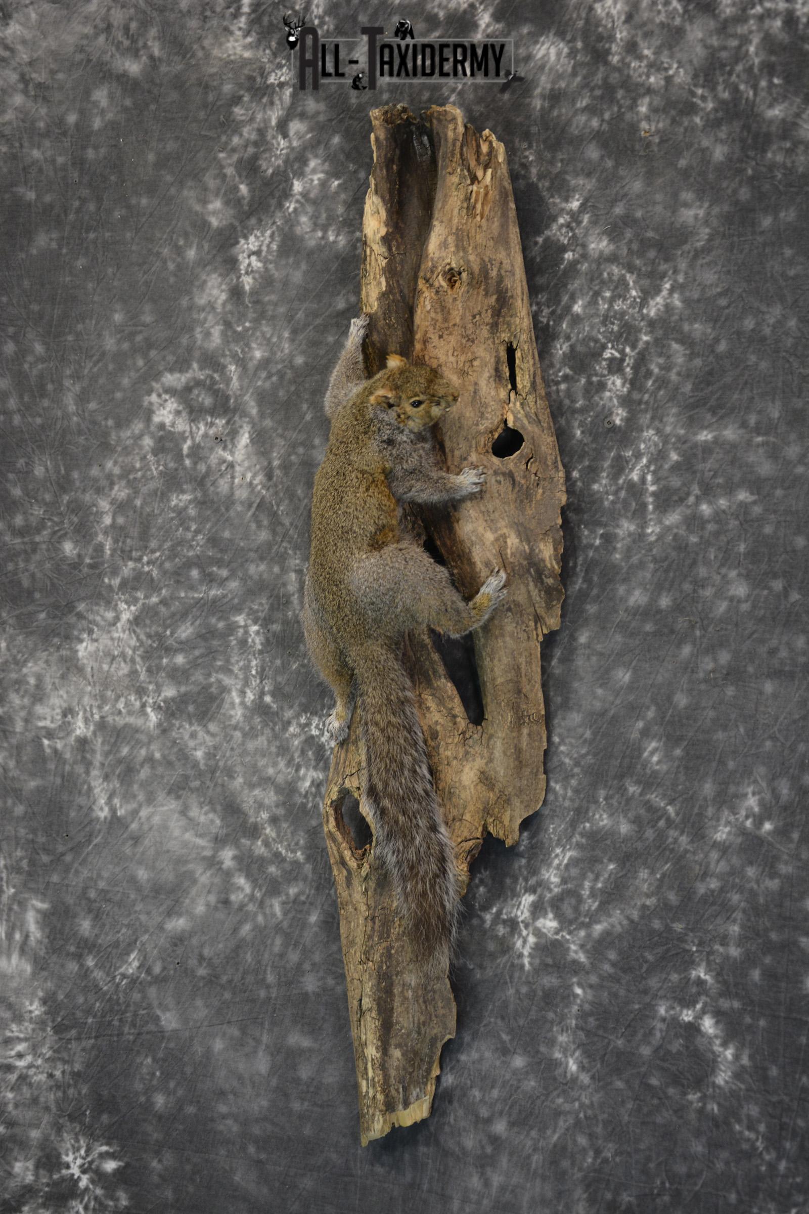 Gray Squirrel Taxidermy Mount for sale SKU 1850 - Image 5