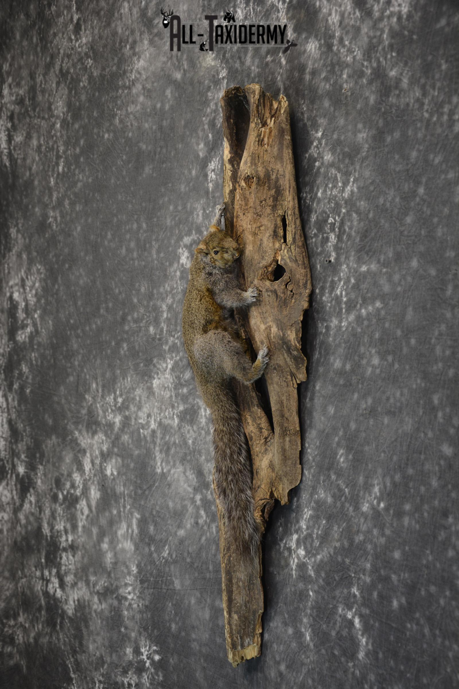 Gray Squirrel Taxidermy Mount for sale SKU 1850 - Image 4