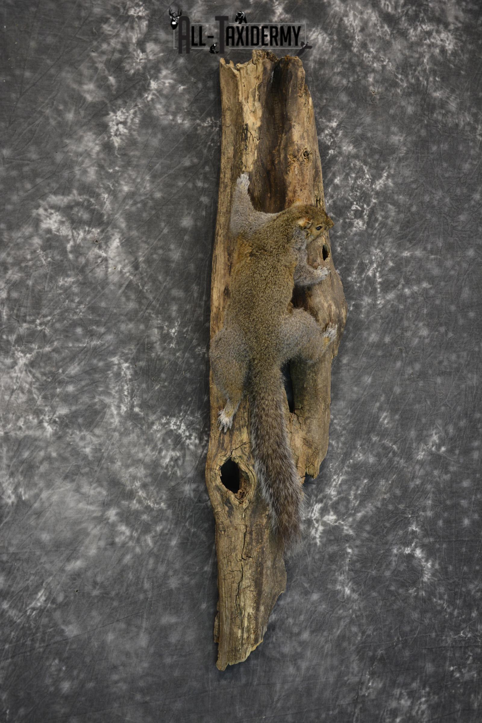Gray Squirrel Taxidermy Mount for sale SKU 1850 - Image 3