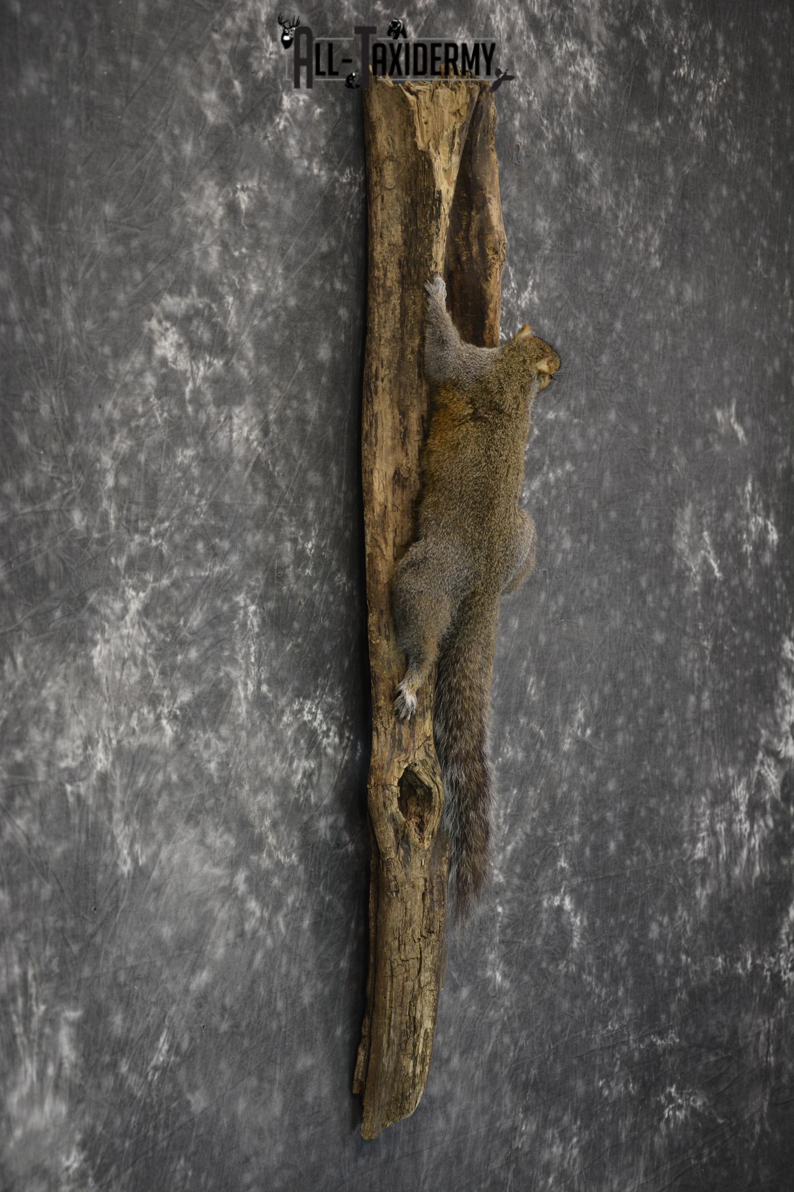 Gray Squirrel Taxidermy Mount for sale SKU 1850 - Image 2