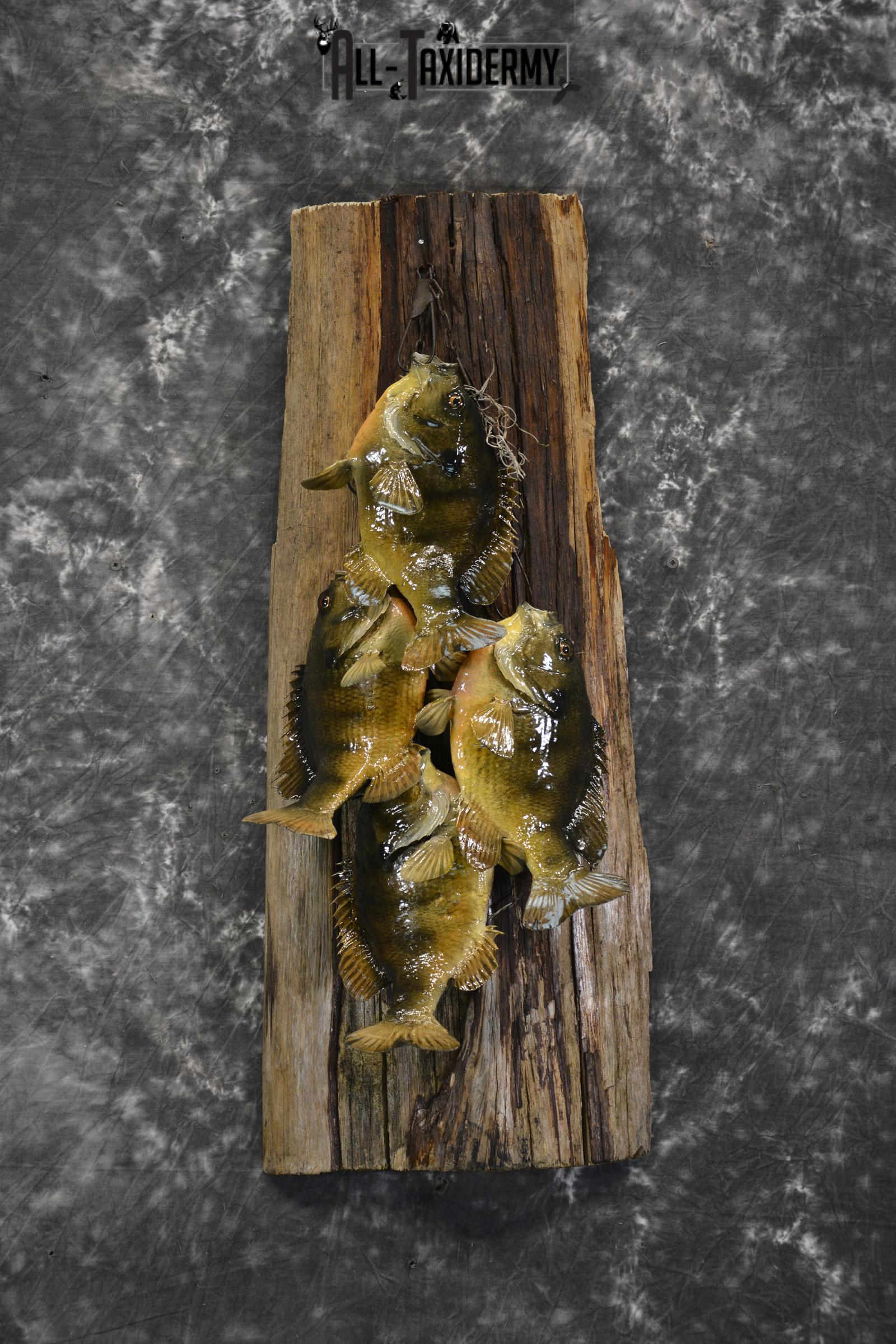 Bluegill taxidermy 4 fish stringer mount for sale SKU 1853