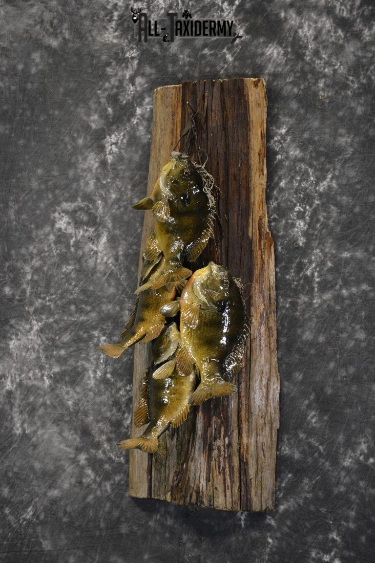 Bluegill taxidermy 4 fish stringer mount for sale SKU 1853 - All Taxidermy