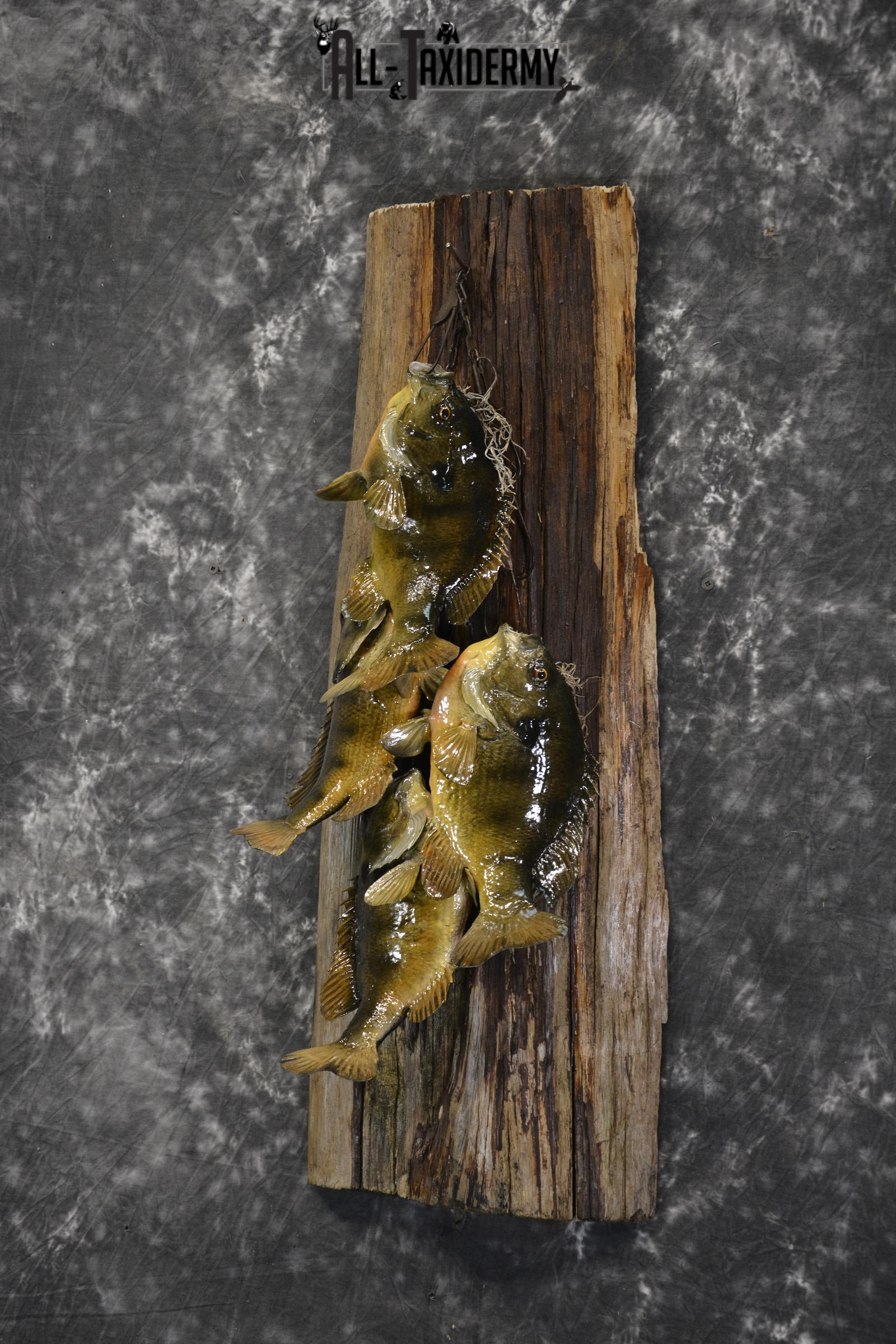 Bluegill taxidermy 4 fish stringer mount for sale SKU 1853 - Image 5