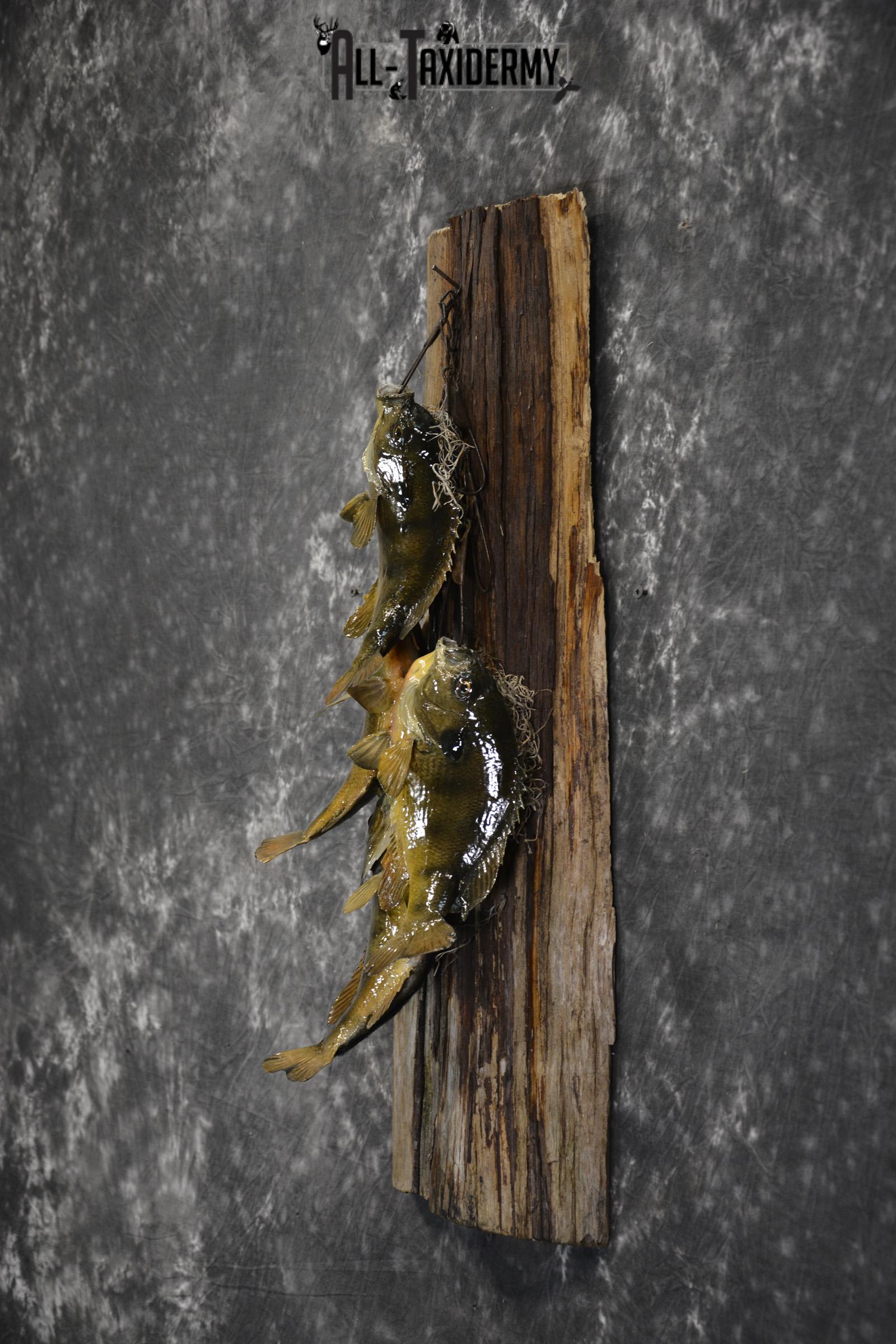 Bluegill taxidermy 4 fish stringer mount for sale SKU 1853 - Image 4