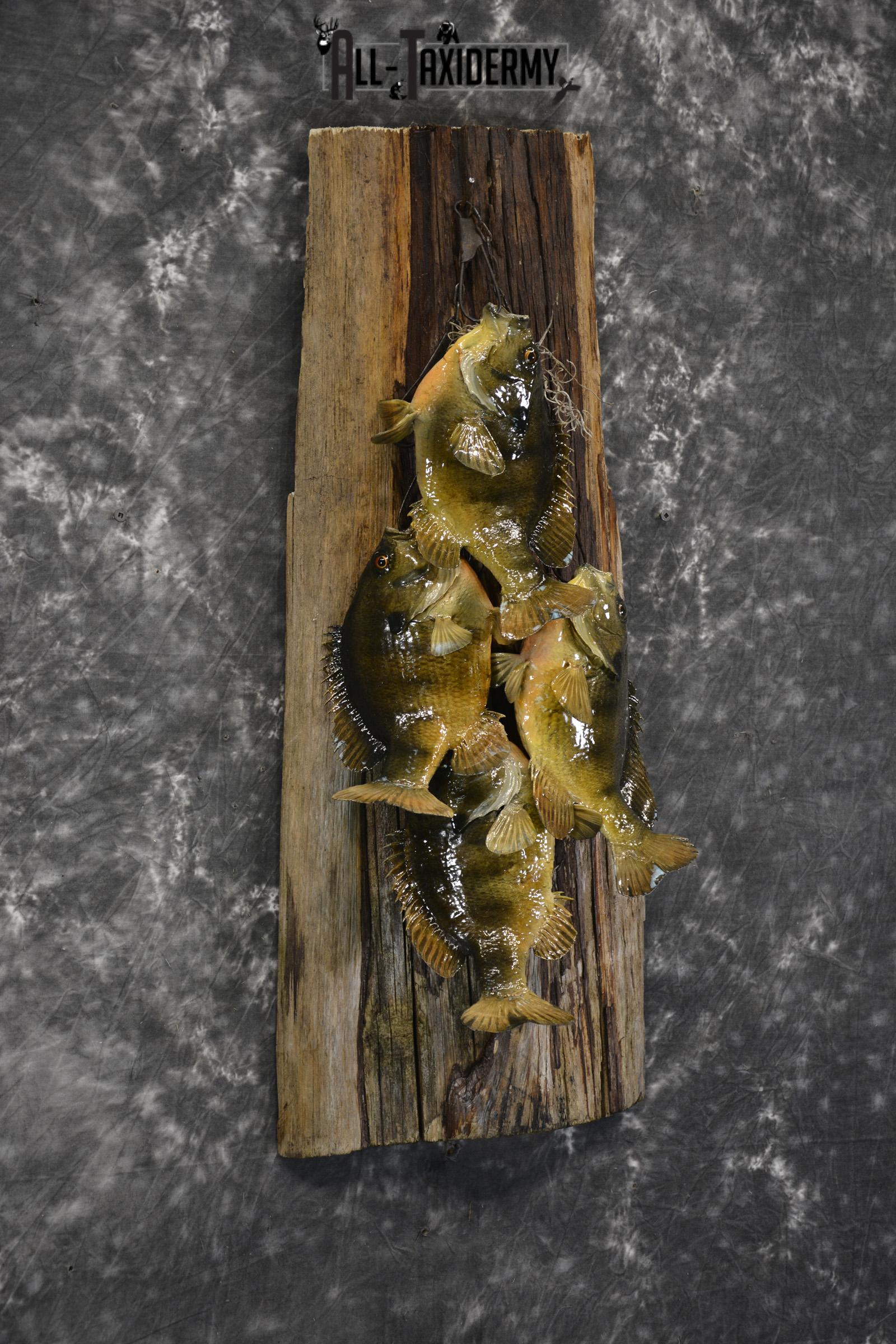 Bluegill taxidermy 4 fish stringer mount for sale SKU 1853 - Image 3