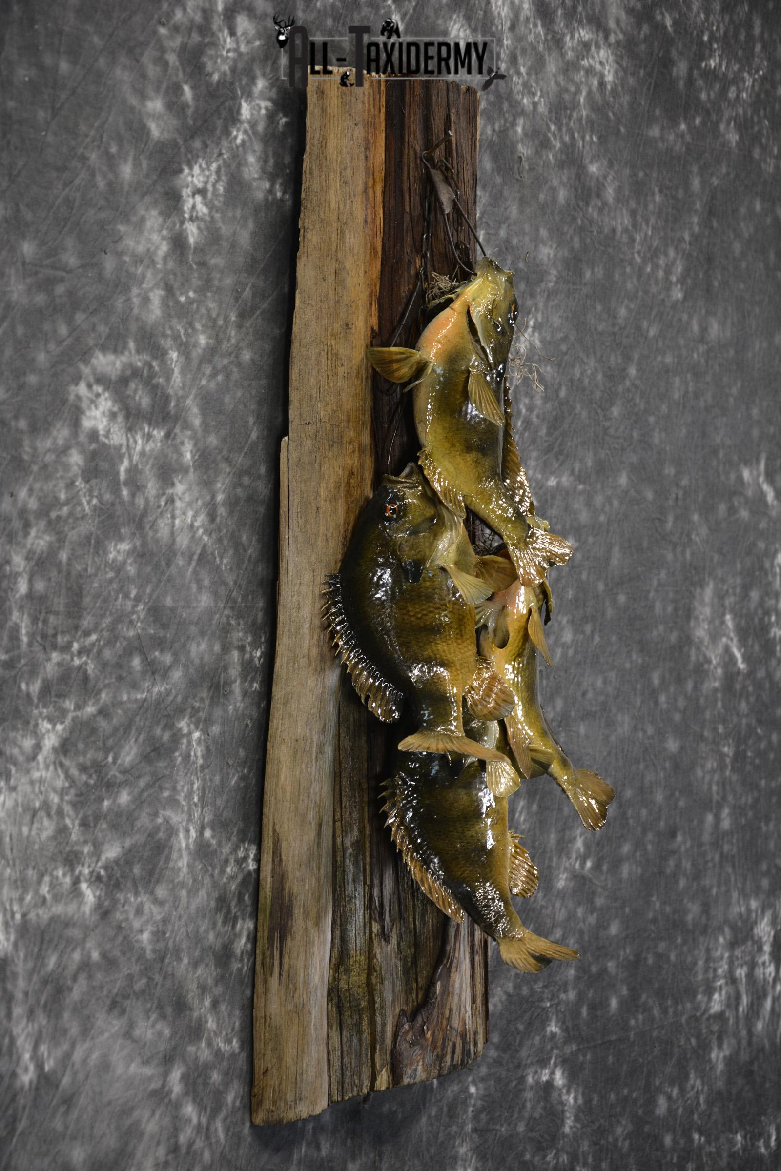 Bluegill taxidermy 4 fish stringer mount for sale SKU 1853 - Image 2