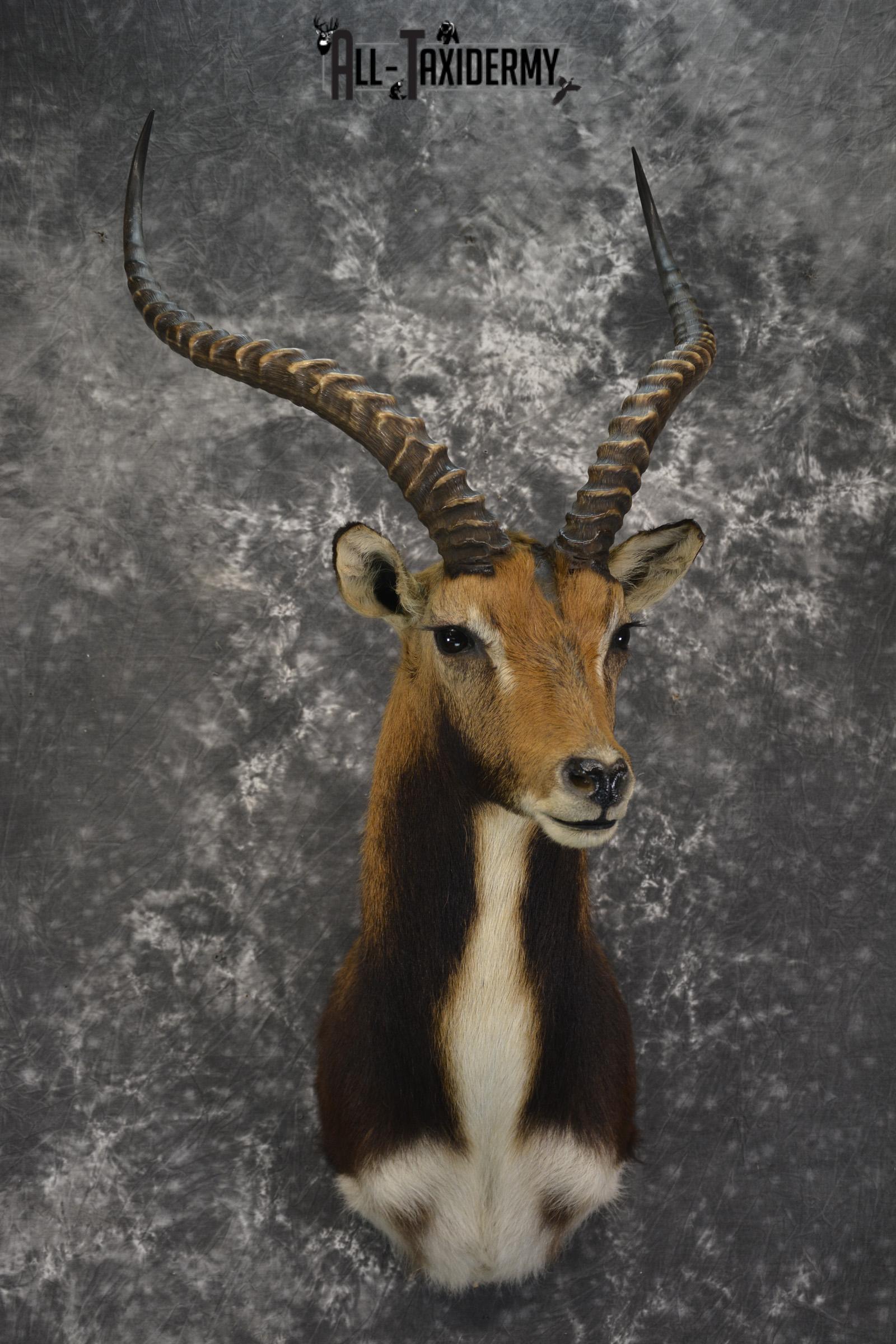 African Black Lechwe Zambia taxidermy shoulder mount SKU 1835