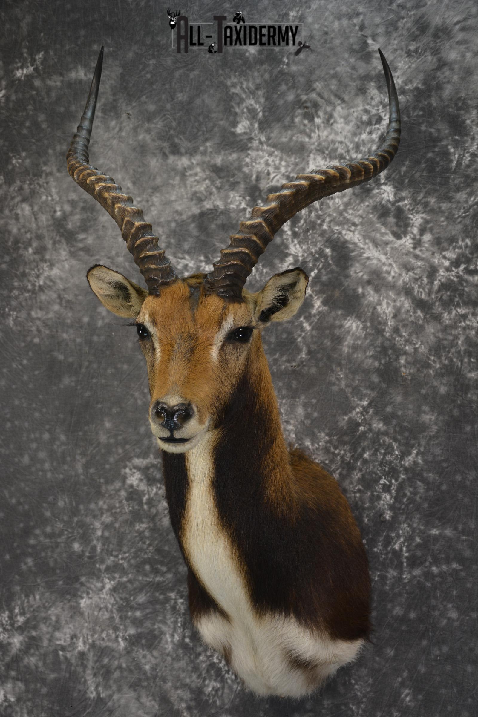 African Black Lechwe Zambia taxidermy shoulder mount SKU 1835 - Image 7