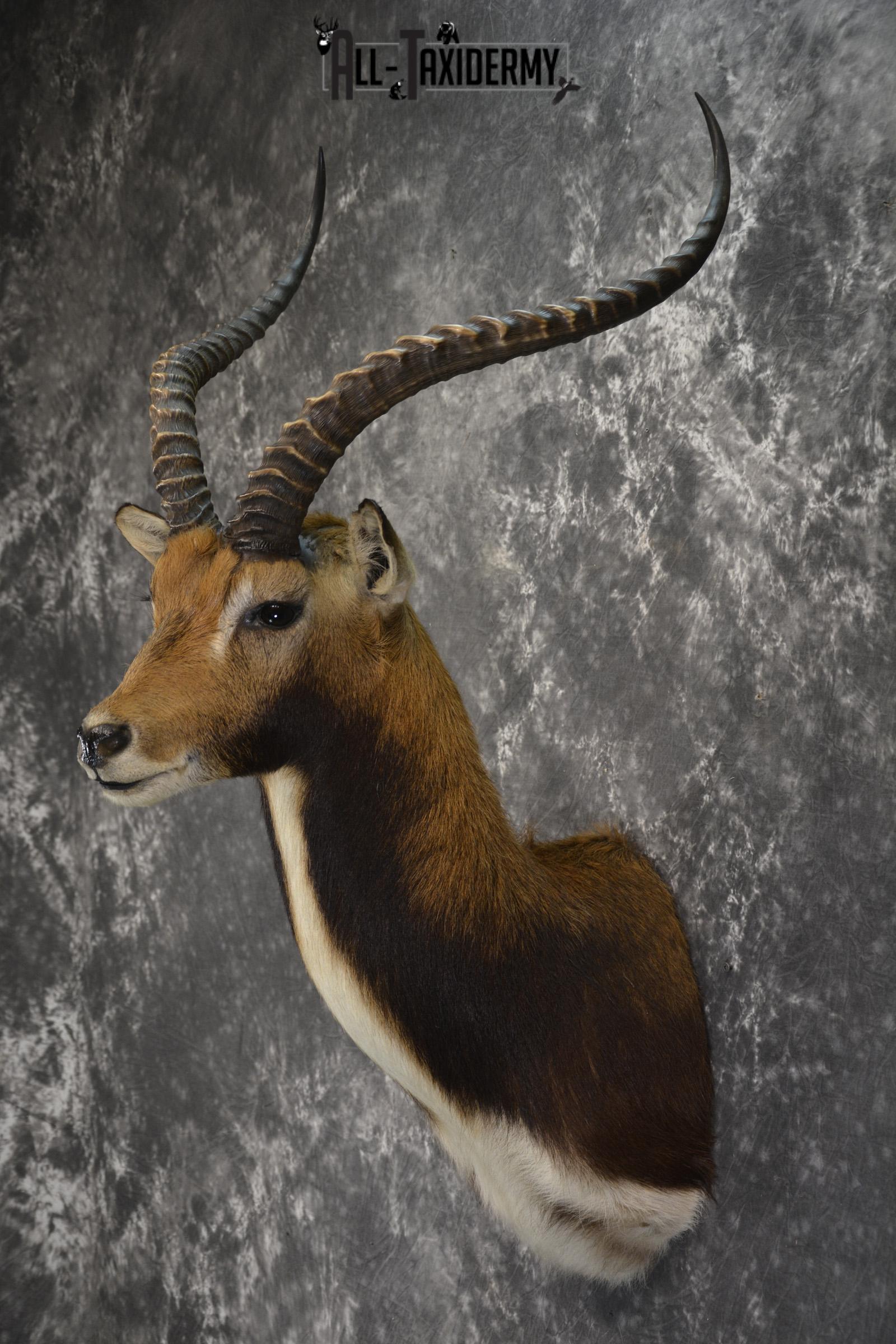 African Black Lechwe Zambia taxidermy shoulder mount SKU 1835 - Image 6