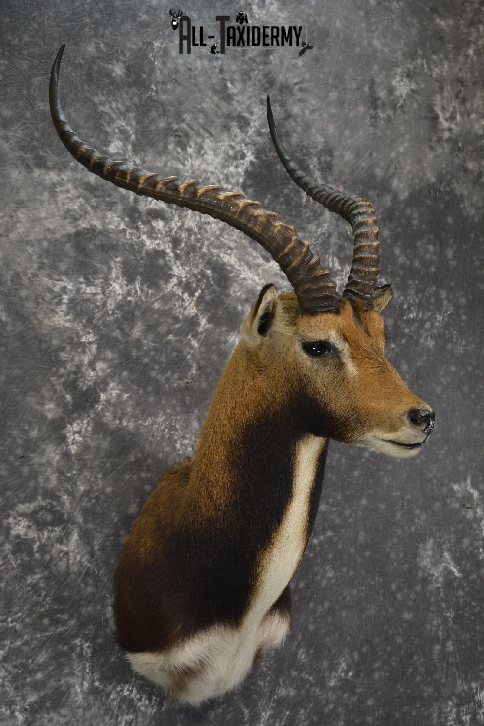 African Black Lechwe Zambia taxidermy shoulder mount SKU 1835 - Image 5