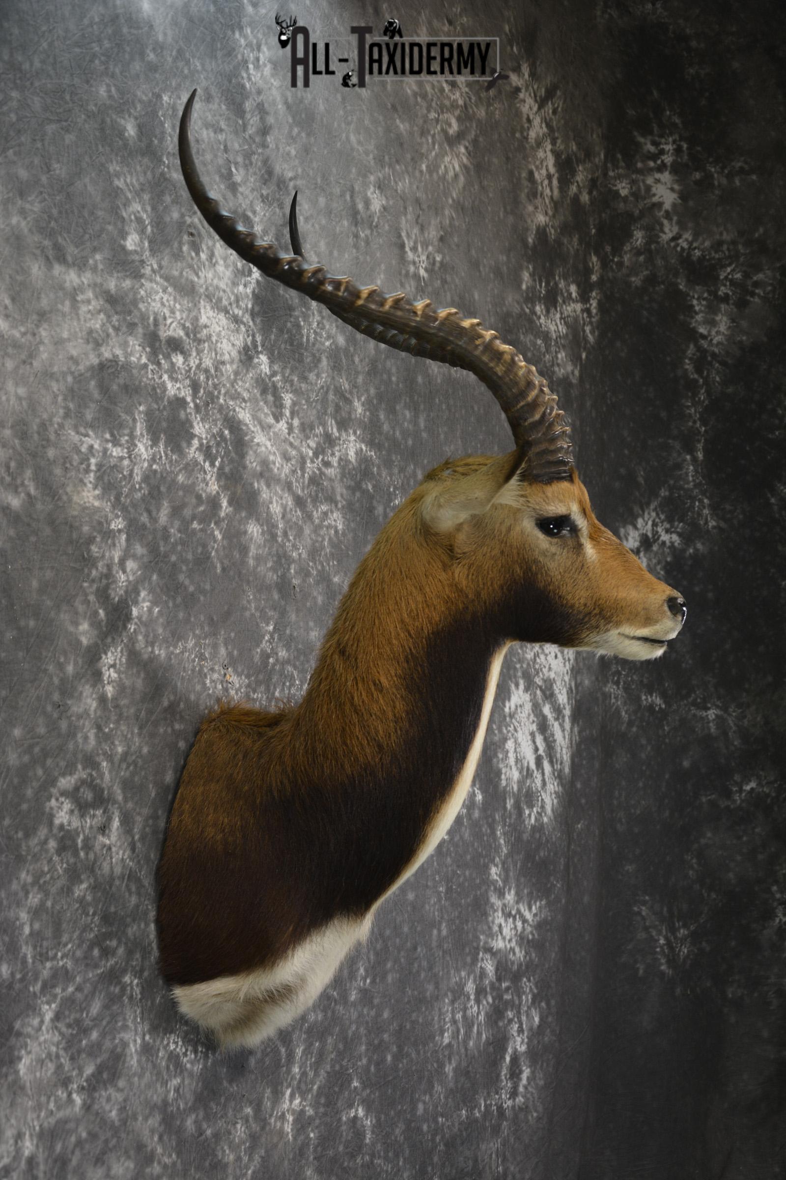 African Black Lechwe Zambia taxidermy shoulder mount SKU 1835 - Image 4