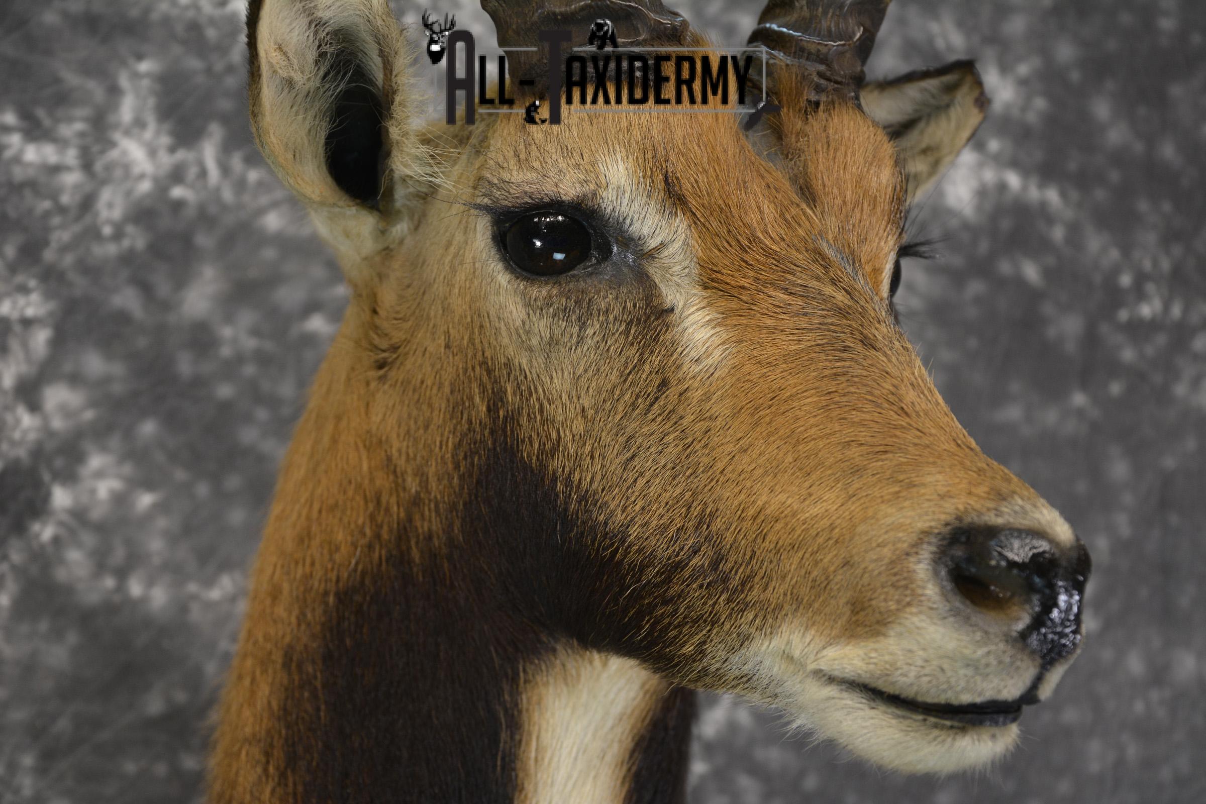 African Black Lechwe Zambia taxidermy shoulder mount SKU 1835 - Image 3