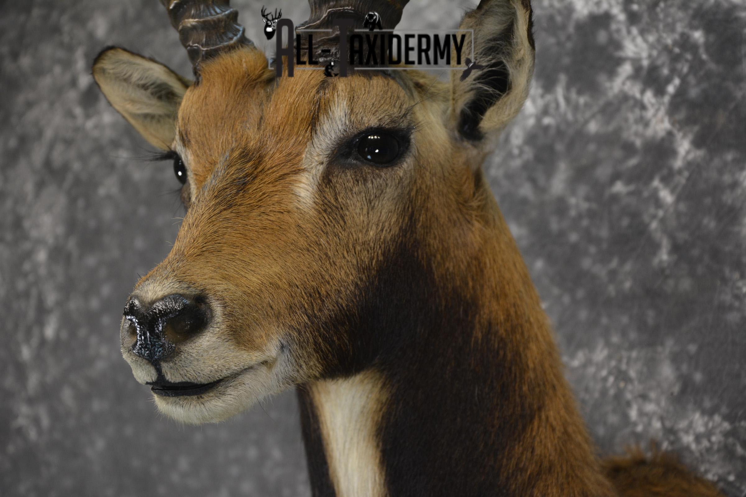 African Black Lechwe Zambia taxidermy shoulder mount SKU 1835 - Image 2