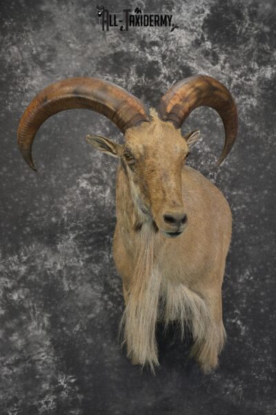 Aoudad 1/3 body wall pedestal taxidermy mount for sale SKU 1833