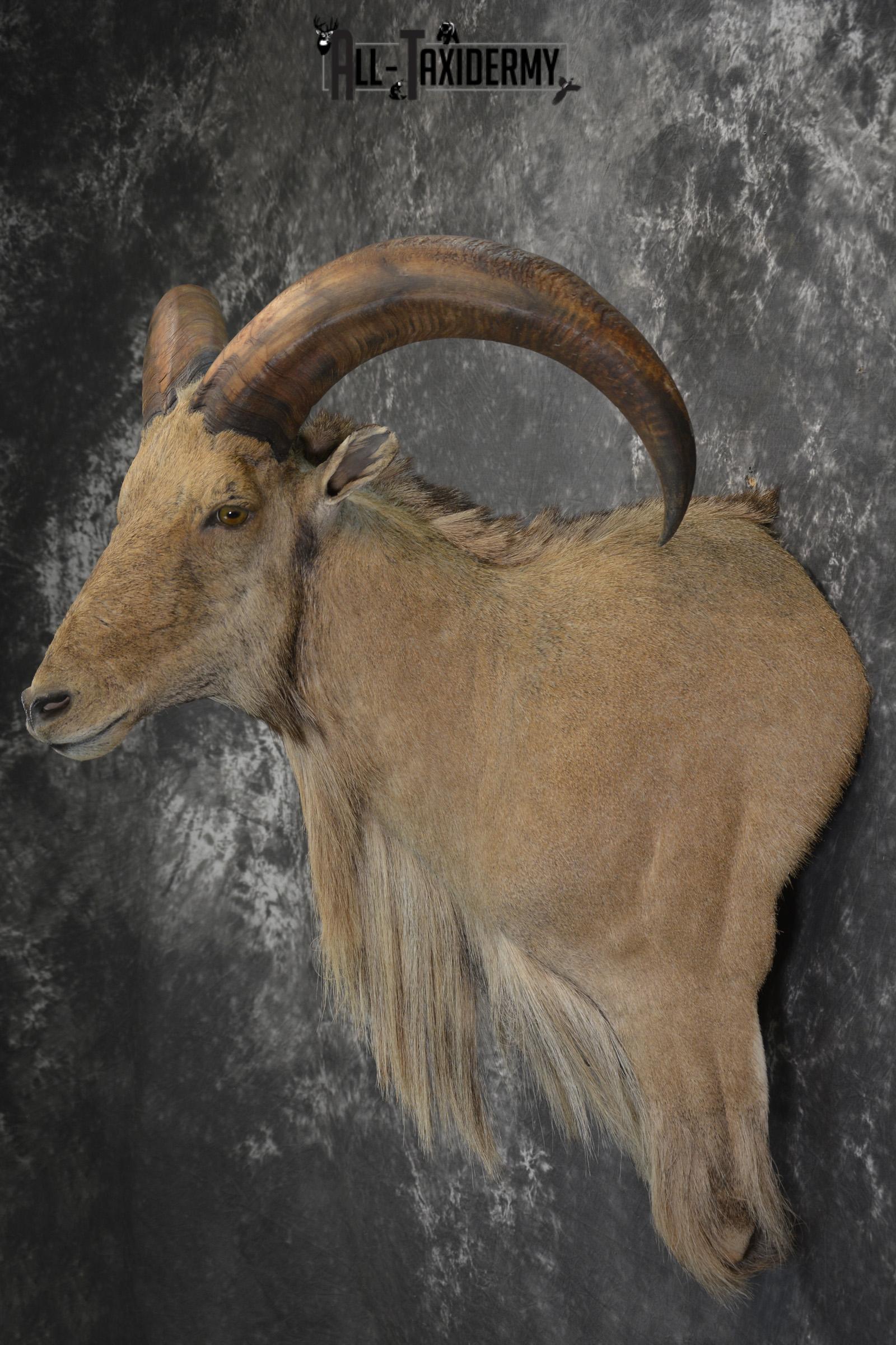 Aoudad 1/3 body wall pedestal taxidermy mount for sale SKU 1833 - Image 7