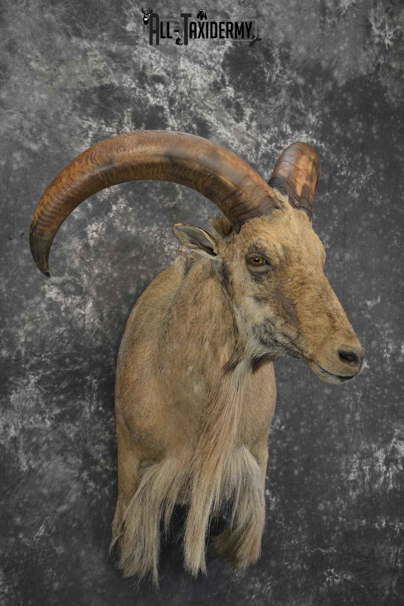 Aoudad 1/3 body wall pedestal taxidermy mount for sale SKU 1833 - Image 6