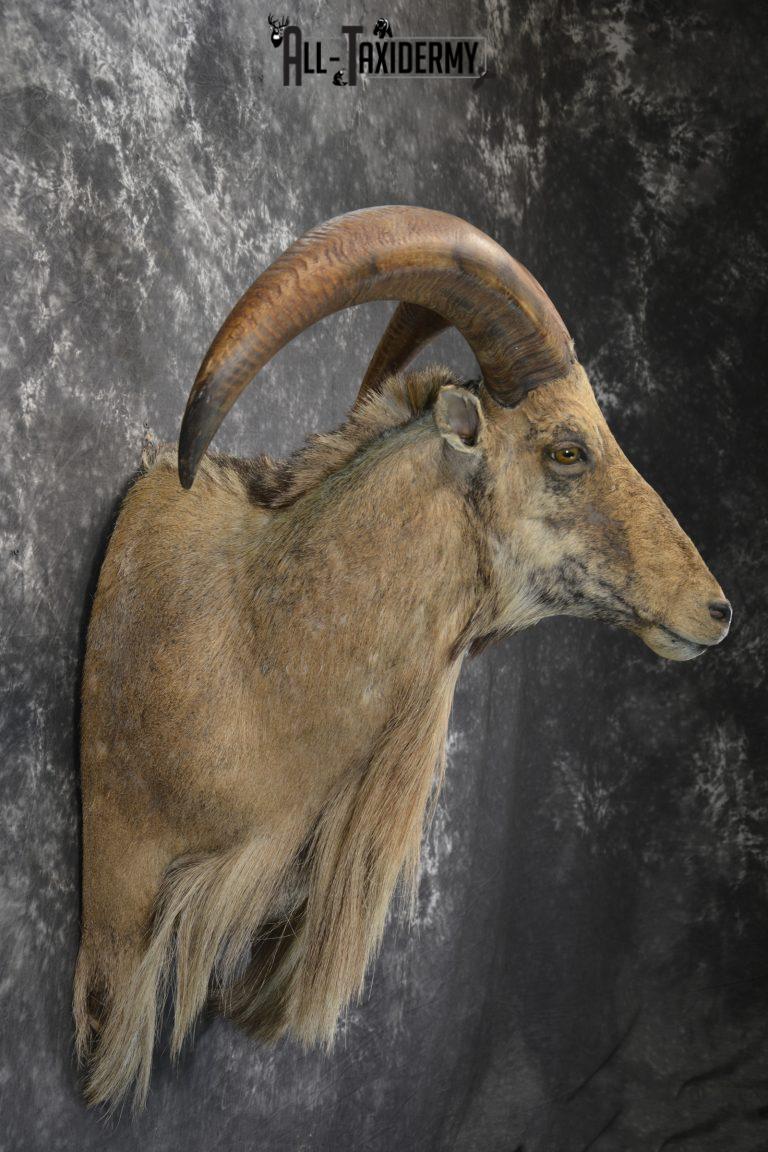 Aoudad 1/3 body wall pedestal taxidermy mount for sale SKU 1833 All